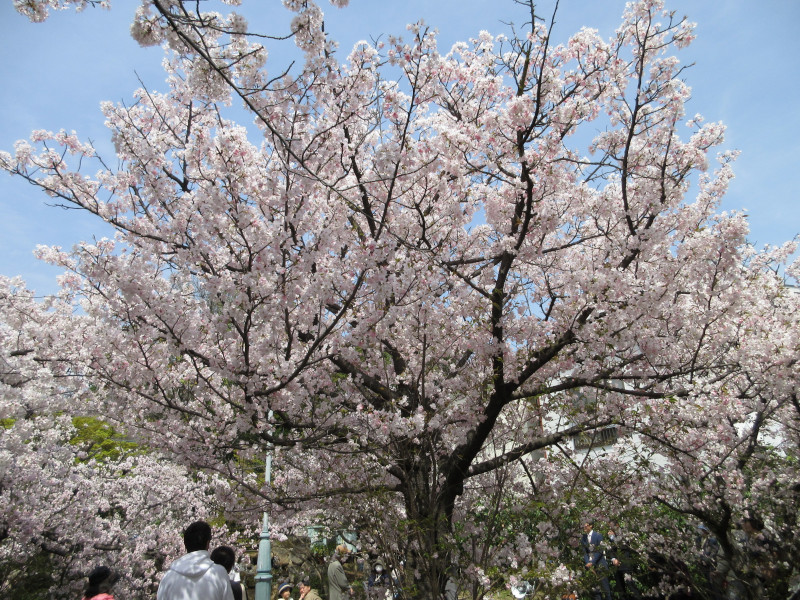 岡本・桜守公園の桜 岡本・桜守公園の桜