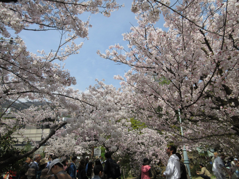 岡本・桜守公園の桜 岡本・桜守公園の桜