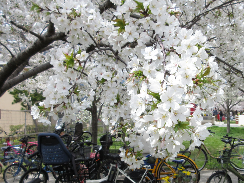 西郷川河口公園の桜 西郷川河口公園の桜