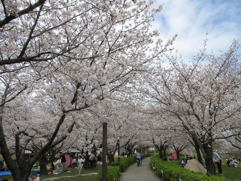 西郷川河口公園の桜 西郷川河口公園の桜
