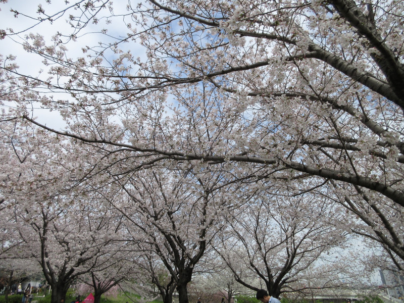 西郷川河口公園の桜 西郷川河口公園の桜