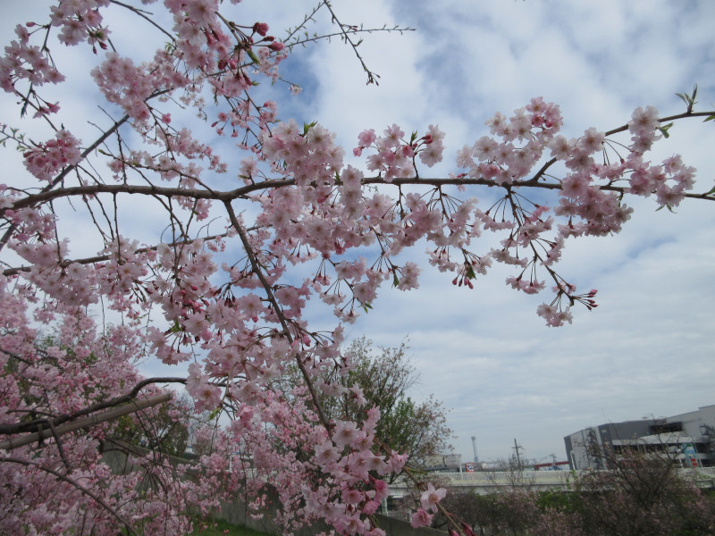 西郷川河口公園の桜 西郷川河口公園の桜