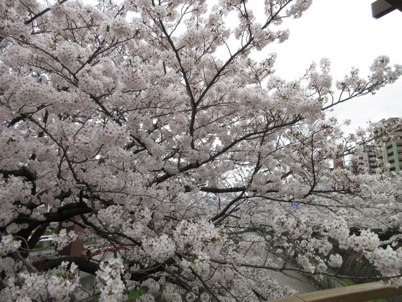 生田川の桜 生田川の桜