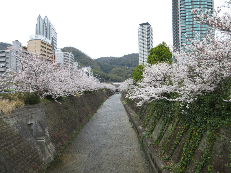 生田川の桜 生田川の桜