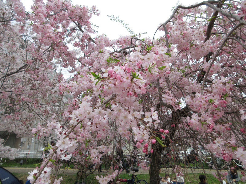 生田川の桜 生田川の桜