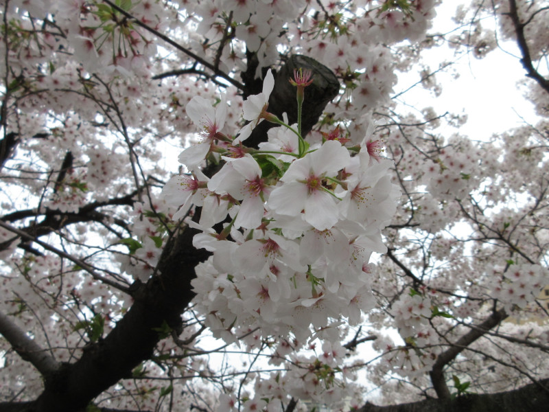生田川の桜 生田川の桜