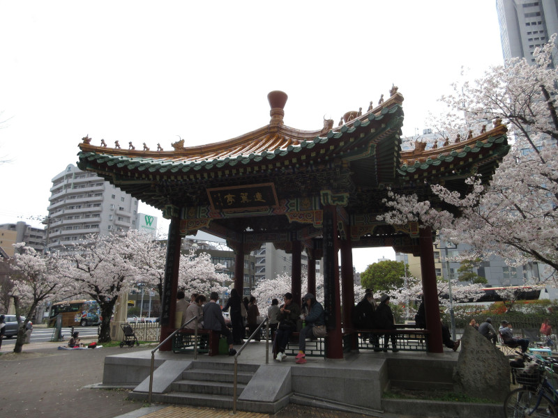 生田川の桜 生田川の桜