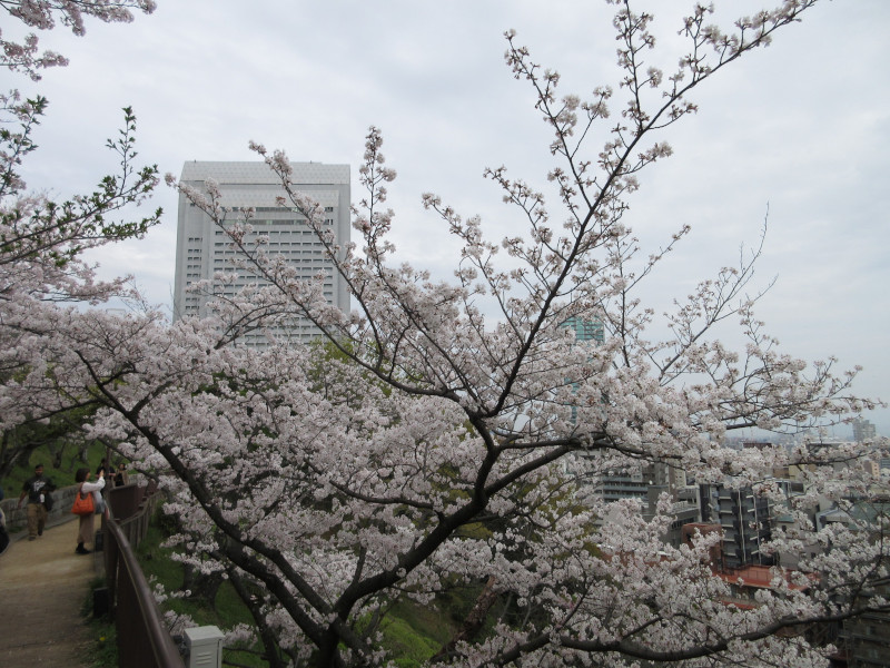 北野回遊路の桜 北野回遊路の桜