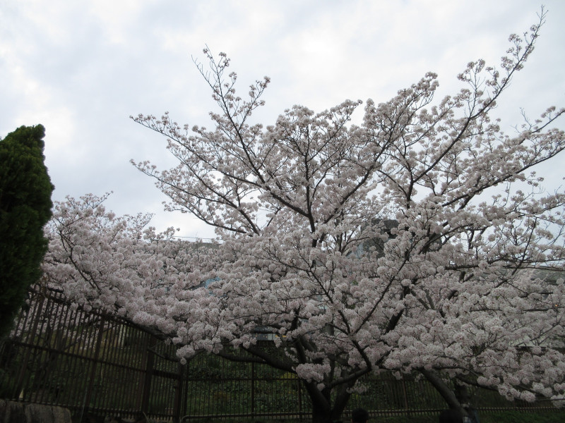 北野回遊路の桜 北野回遊路の桜