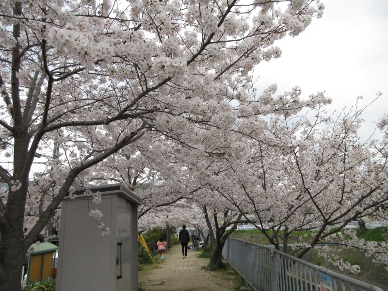 天王谷川の桜 天王谷川の桜