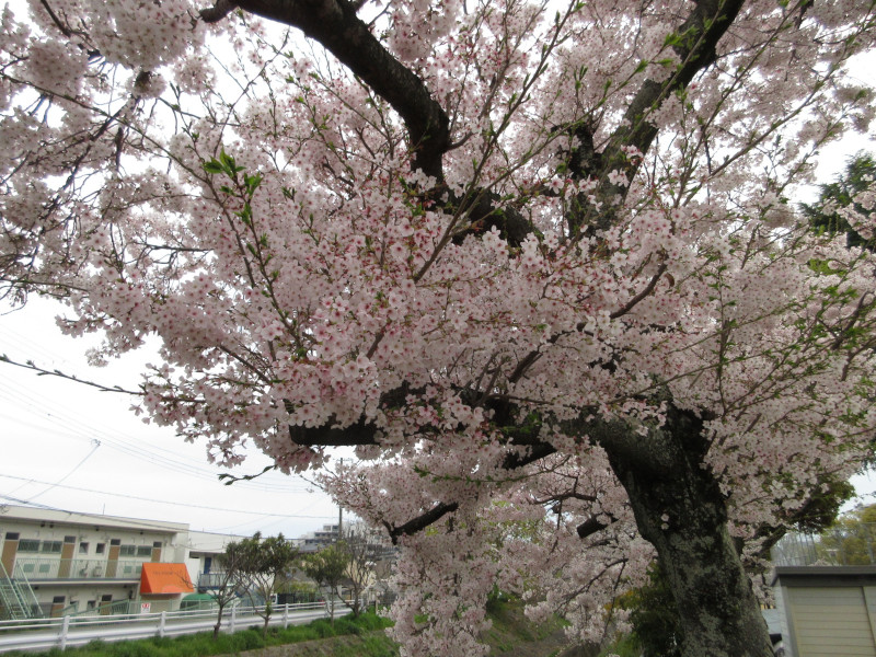 天王谷川の桜 天王谷川の桜