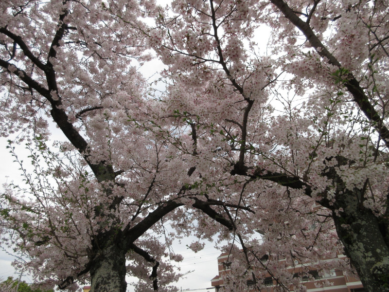 天王谷川の桜 天王谷川の桜