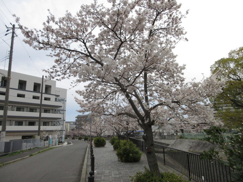 天王谷川の桜 天王谷川の桜