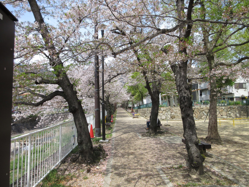 都賀川の桜 都賀川の桜