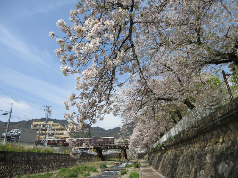 都賀川の桜 都賀川の桜