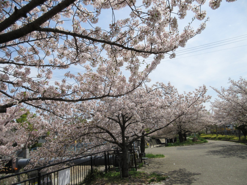 都賀川の桜 都賀川の桜
