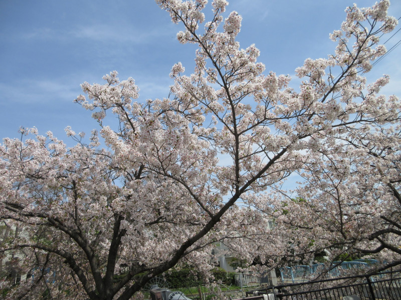 都賀川の桜 都賀川の桜