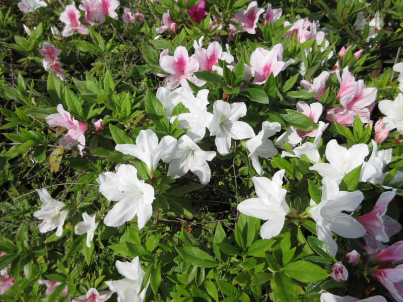 大倉山のツツジ 大倉山のツツジ