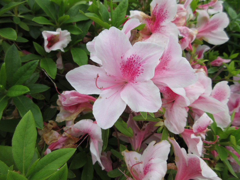 大倉山のツツジ 大倉山のツツジ