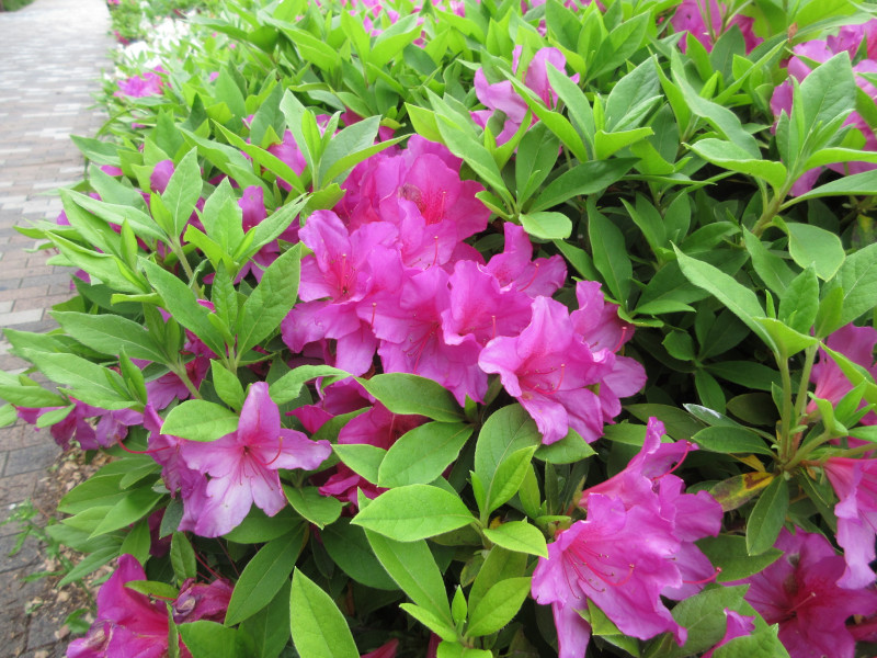 大倉山のツツジ 大倉山のツツジ