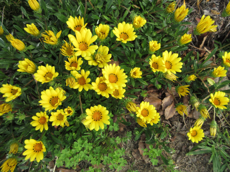 湊川公園のルドベキア 湊川公園のルドベキア