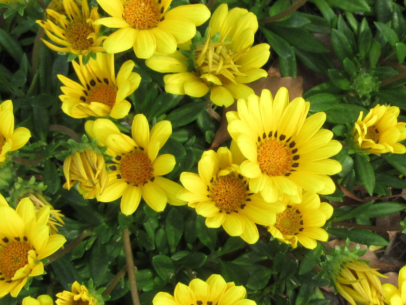 湊川公園のルドベキア 湊川公園のルドベキア