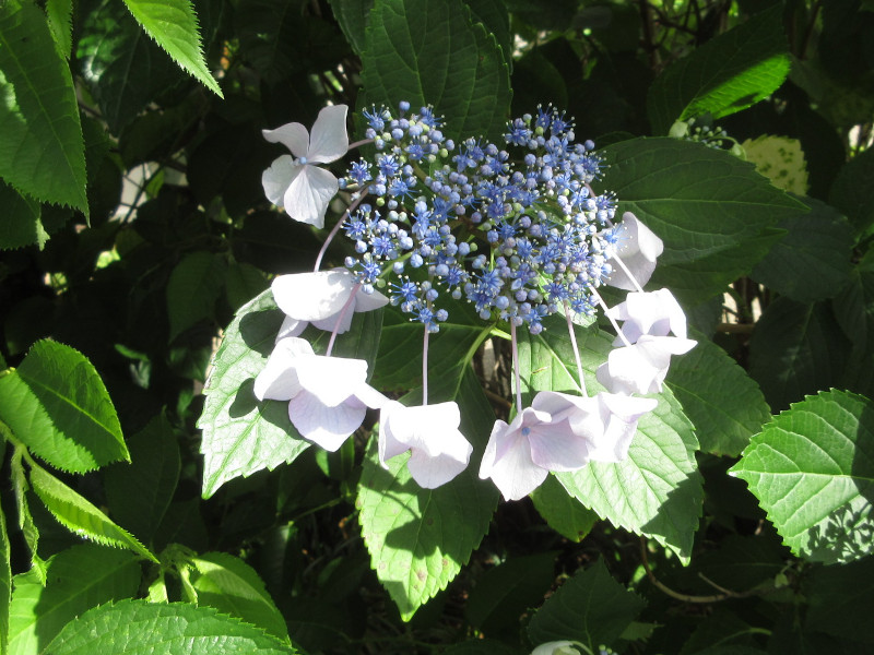 紫陽花 紫陽花