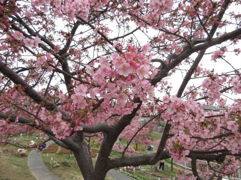 西郷川河口公園の河津桜 西郷川河口公園の河津桜