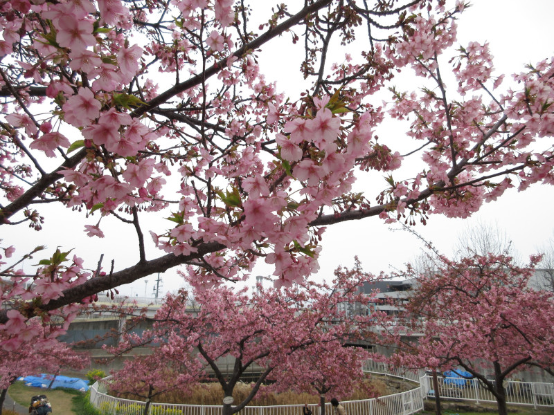 西郷川河口公園の河津桜 西郷川河口公園の河津桜