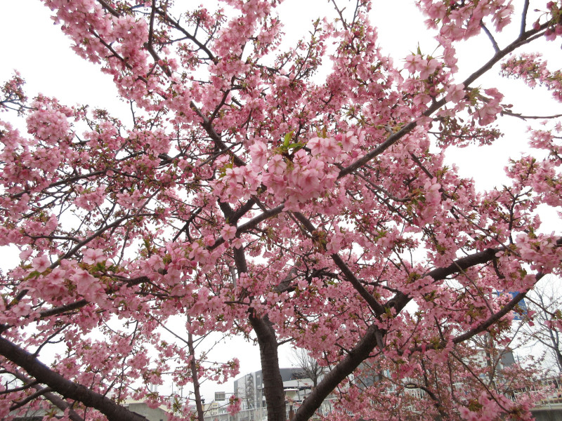西郷川河口公園の河津桜 西郷川河口公園の河津桜