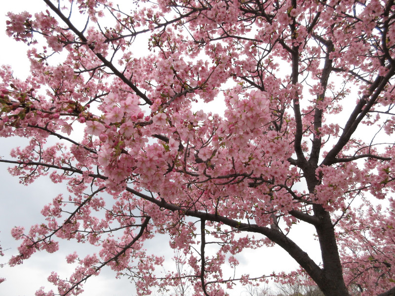 西郷川河口公園の河津桜 西郷川河口公園の河津桜