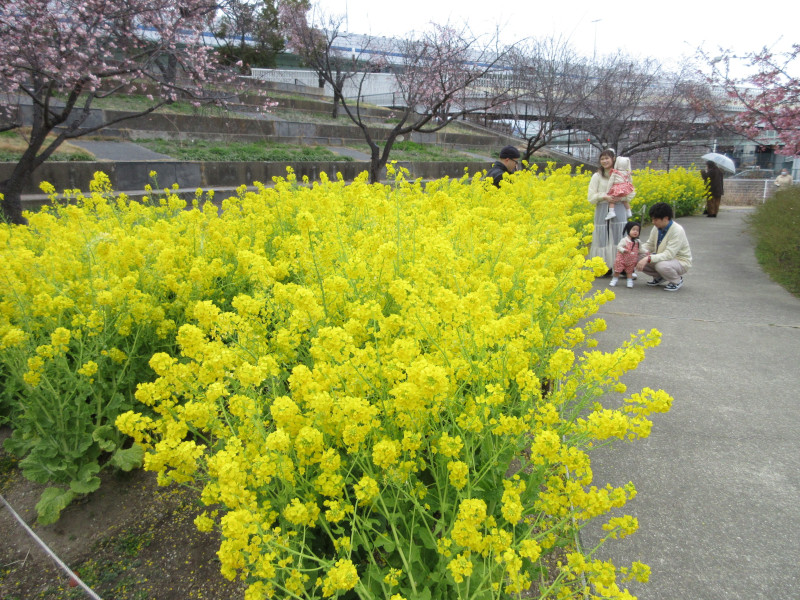 西郷川河口公園の菜の花 西郷川河口公園の菜の花