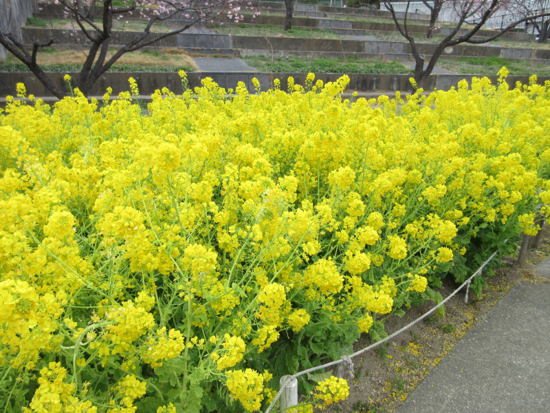 西郷川河口公園の菜の花 西郷川河口公園の菜の花