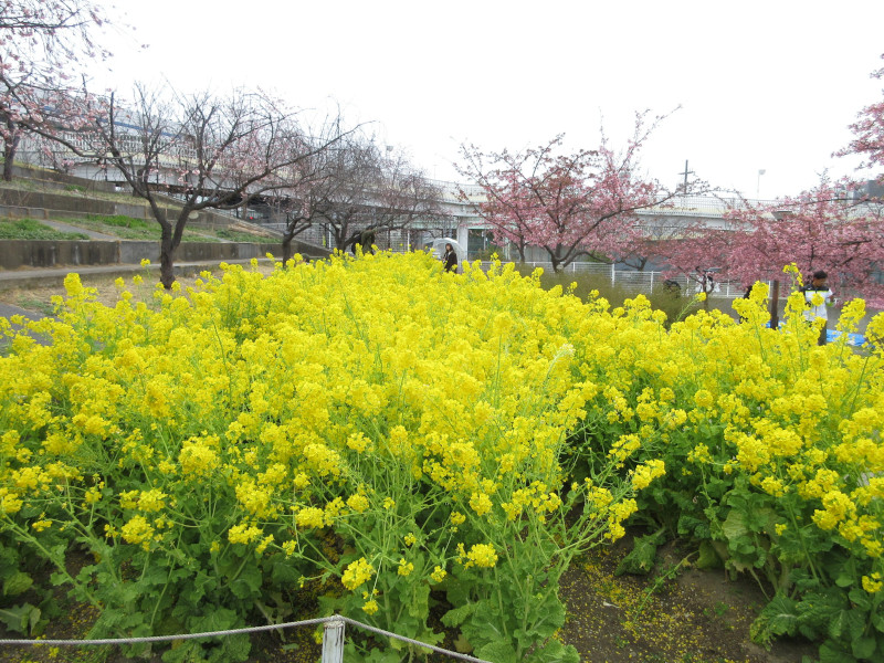 西郷川河口公園の菜の花 西郷川河口公園の菜の花