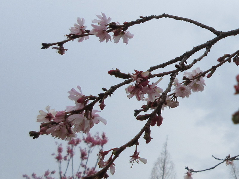 西郷川河口公園の十月桜 西郷川河口公園の十月桜