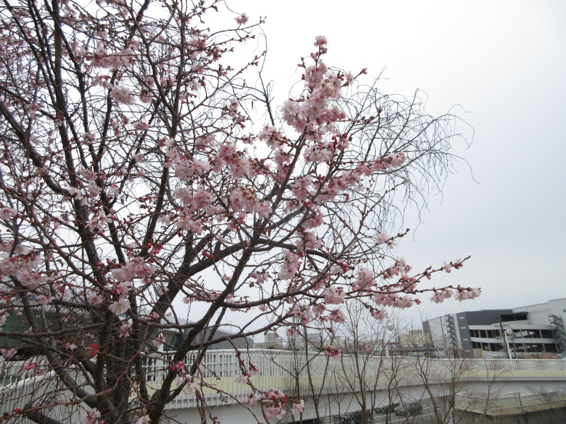 西郷川河口公園の十月桜 西郷川河口公園の十月桜