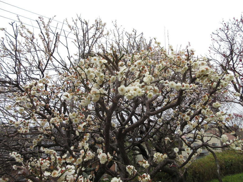 岡本梅林公園の梅 岡本梅林公園の梅