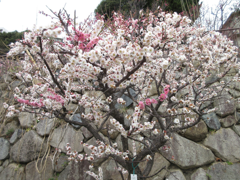 岡本梅林公園の梅 岡本梅林公園の梅