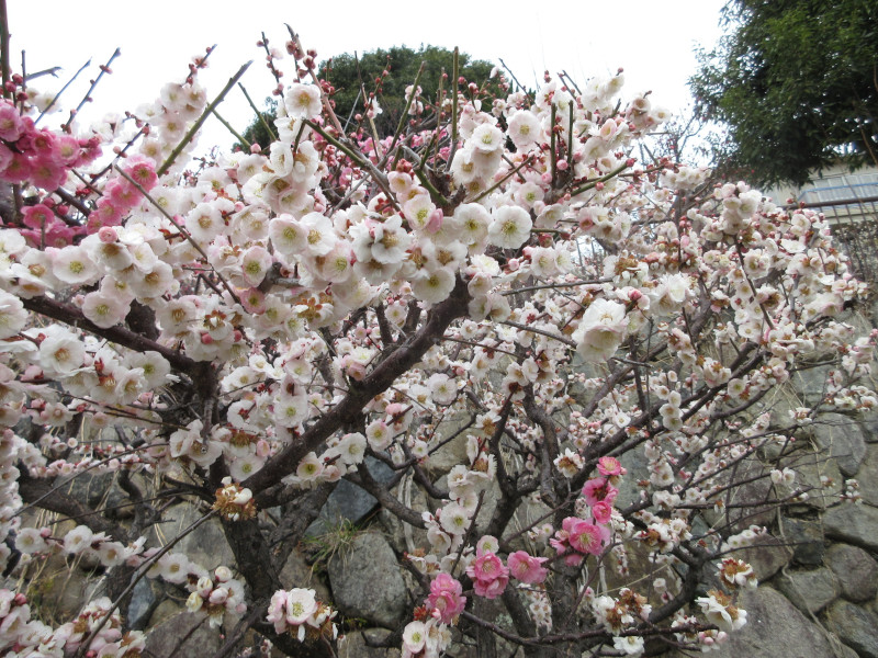 岡本梅林公園の梅 岡本梅林公園の梅