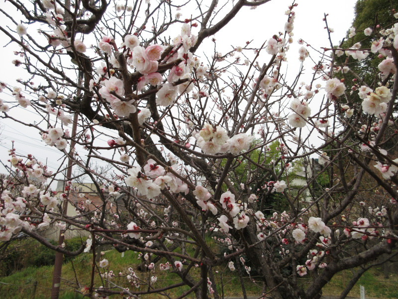 岡本梅林公園の梅 岡本梅林公園の梅