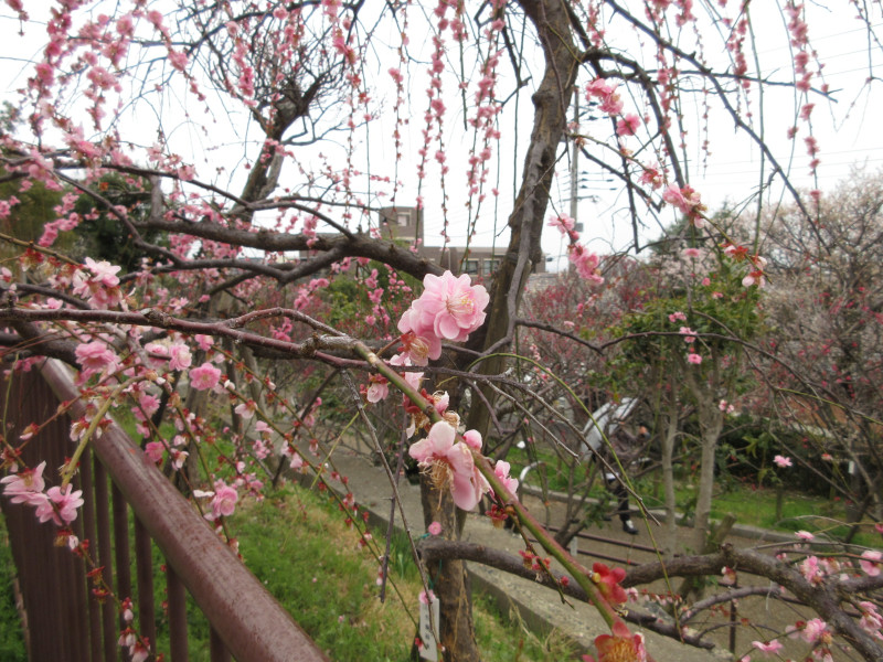 岡本梅林公園の梅 岡本梅林公園の梅