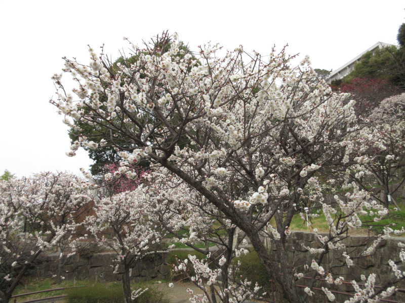 岡本梅林公園の梅 岡本梅林公園の梅