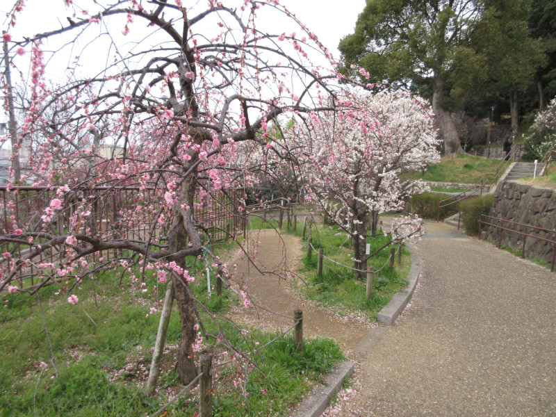 岡本梅林公園の梅 岡本梅林公園の梅