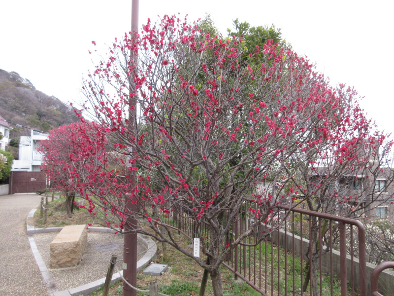 岡本梅林公園の梅 岡本梅林公園の梅