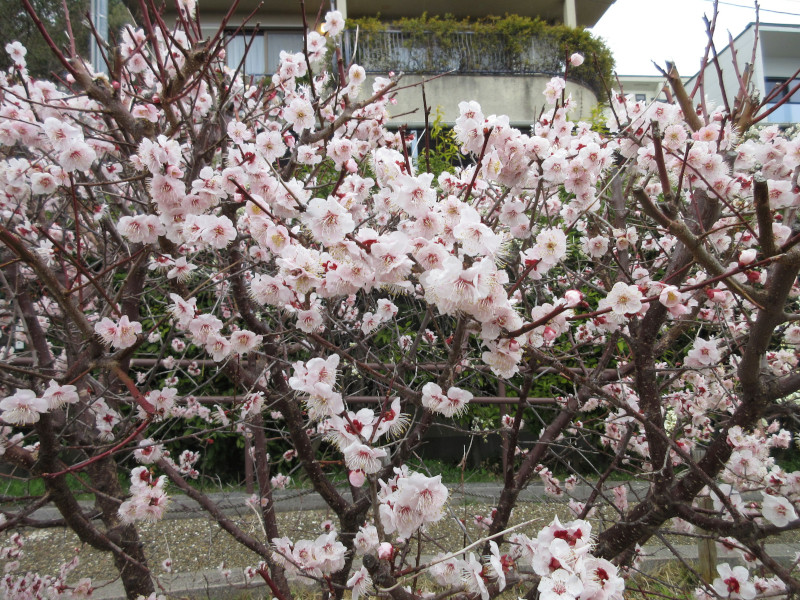 岡本梅林公園の梅 岡本梅林公園の梅