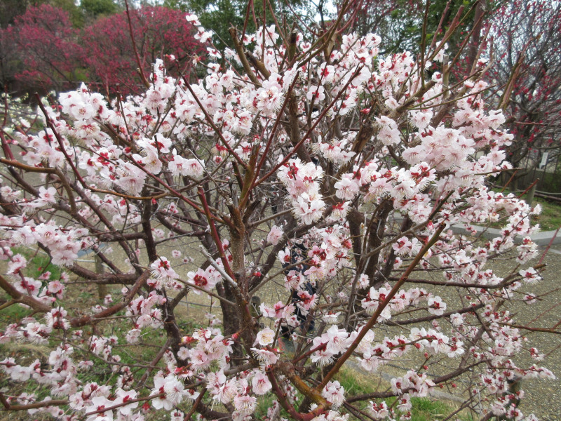 岡本梅林公園の梅 岡本梅林公園の梅