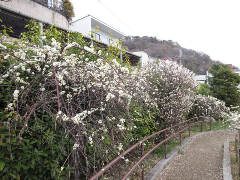 岡本梅林公園の梅 岡本梅林公園の梅