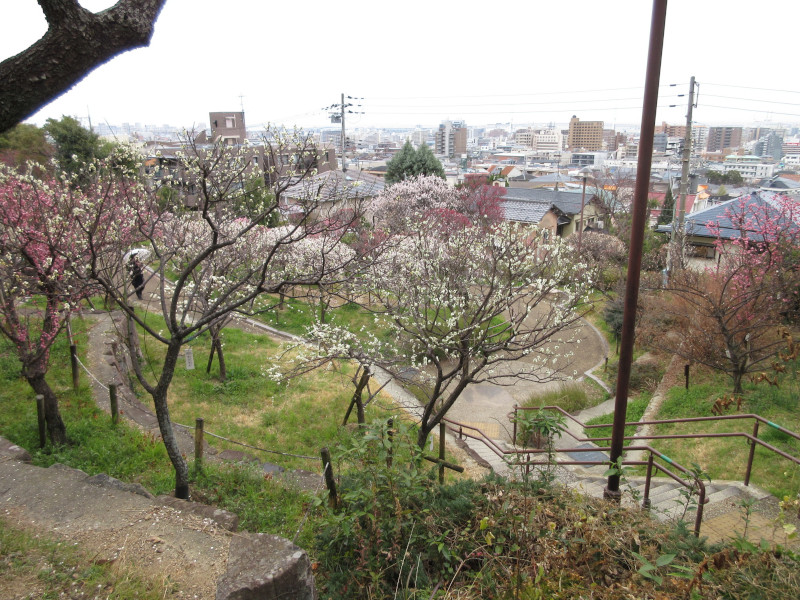 岡本梅林公園の梅 岡本梅林公園の梅