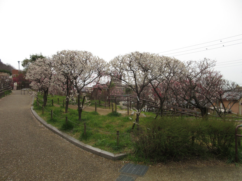 岡本梅林公園の梅 岡本梅林公園の梅