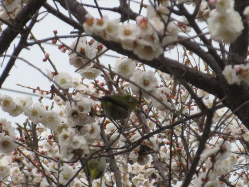 岡本梅林公園の梅 岡本梅林公園の梅